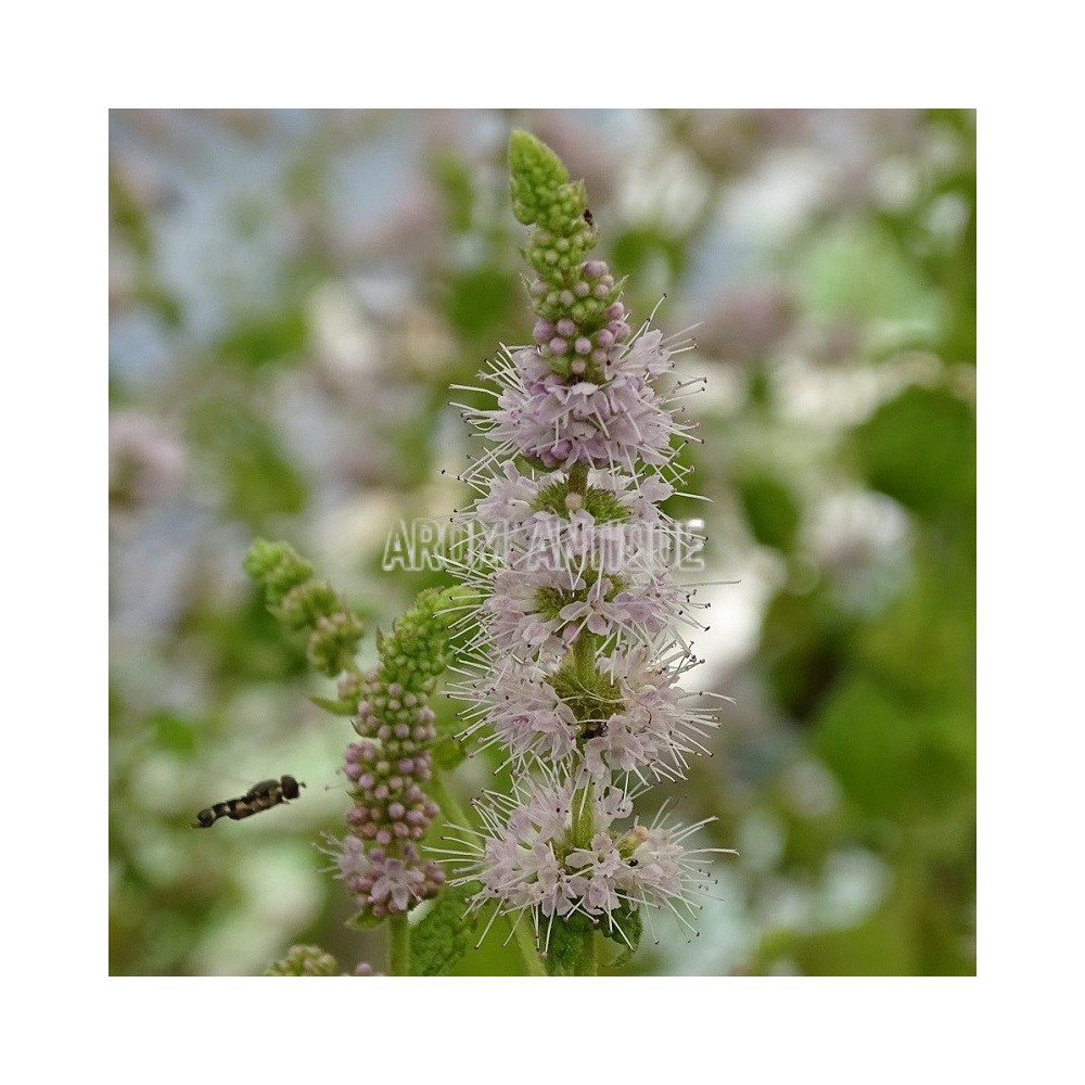 Menthe de Gattefosse