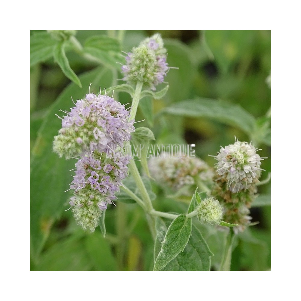 Menthe des champs