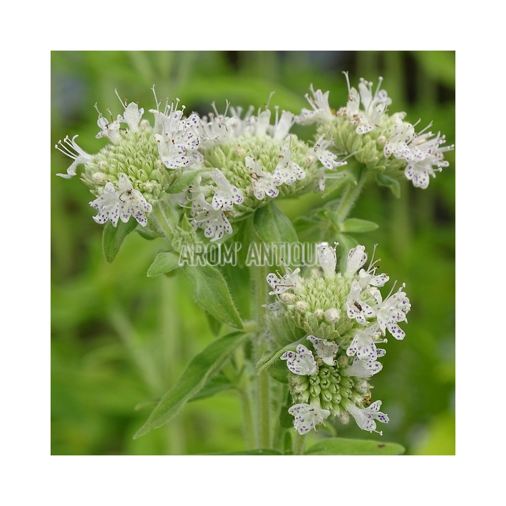 Menthe des montagnes
