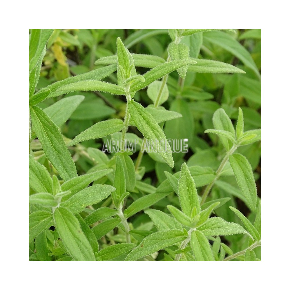 Menthe des montagnes du Missouri