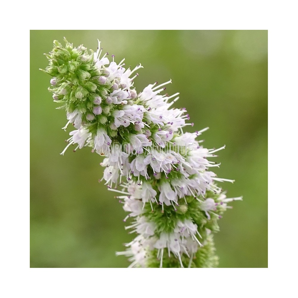 Menthe du Canada
