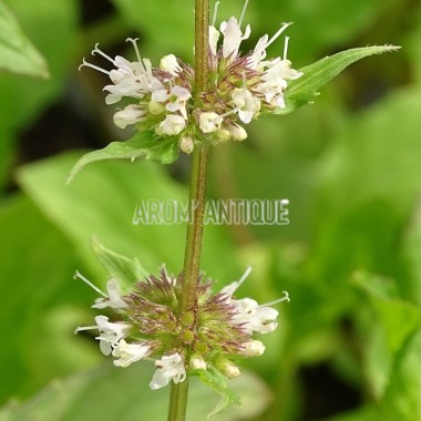 Menthe orange 2