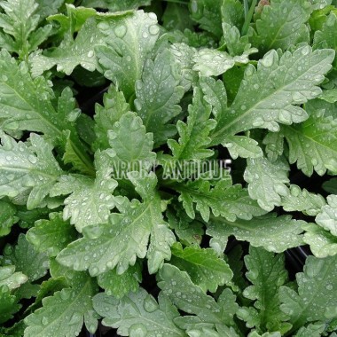 verveine officinale