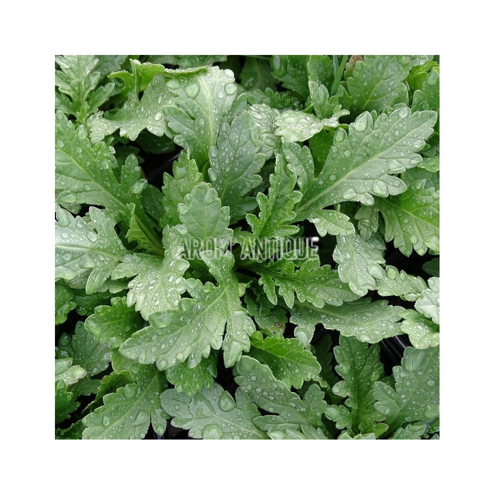 verveine officinale