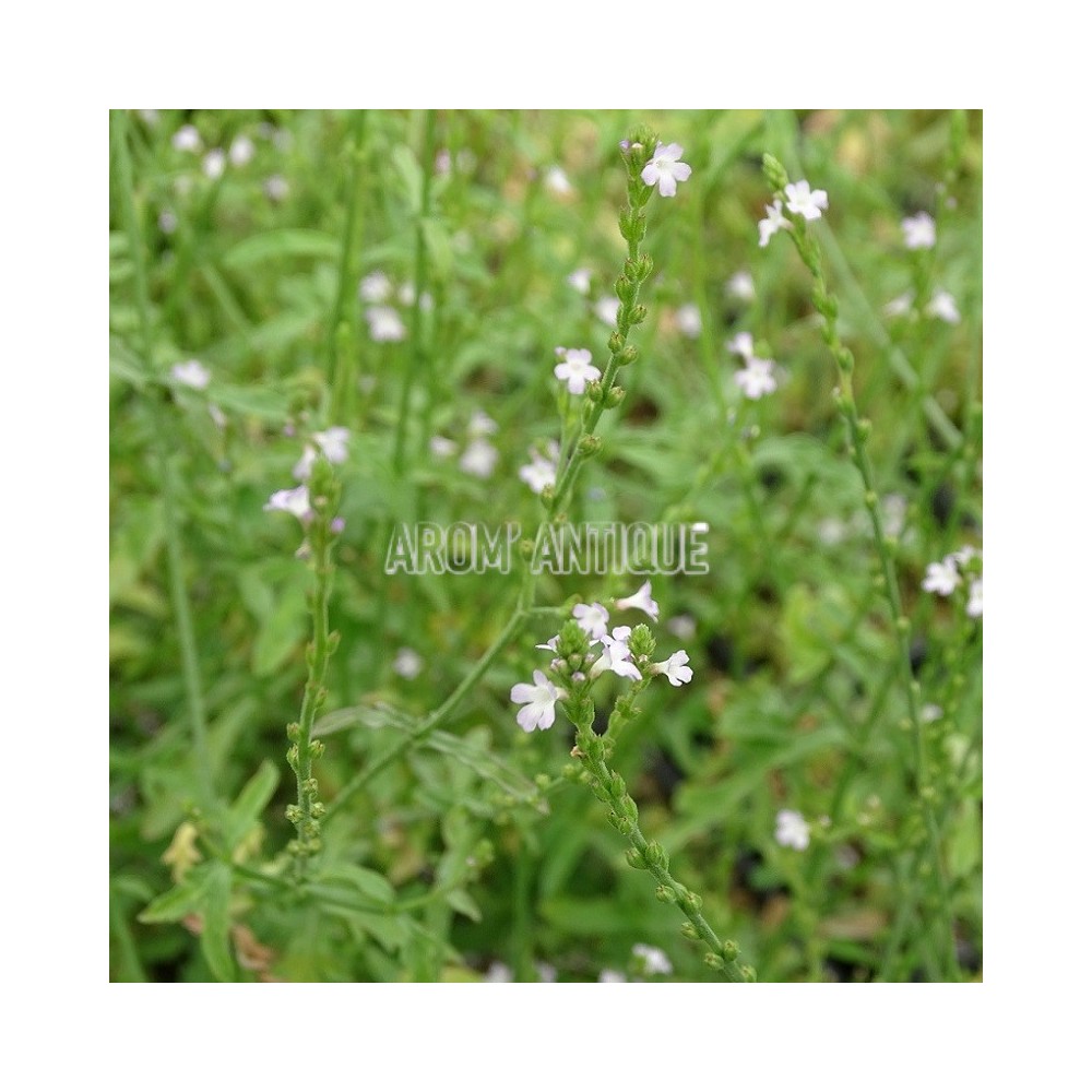Verveine officinale