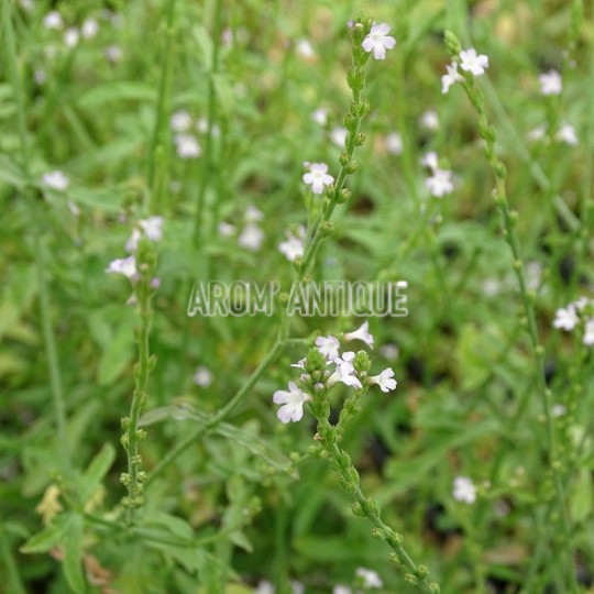 Verveine officinale