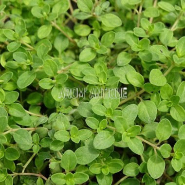 Thym chevelu 2