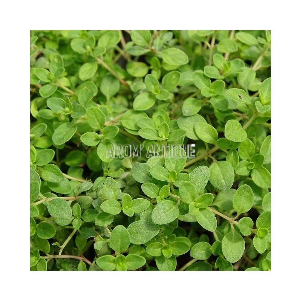Thym chevelu