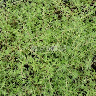 Thym cilié 2