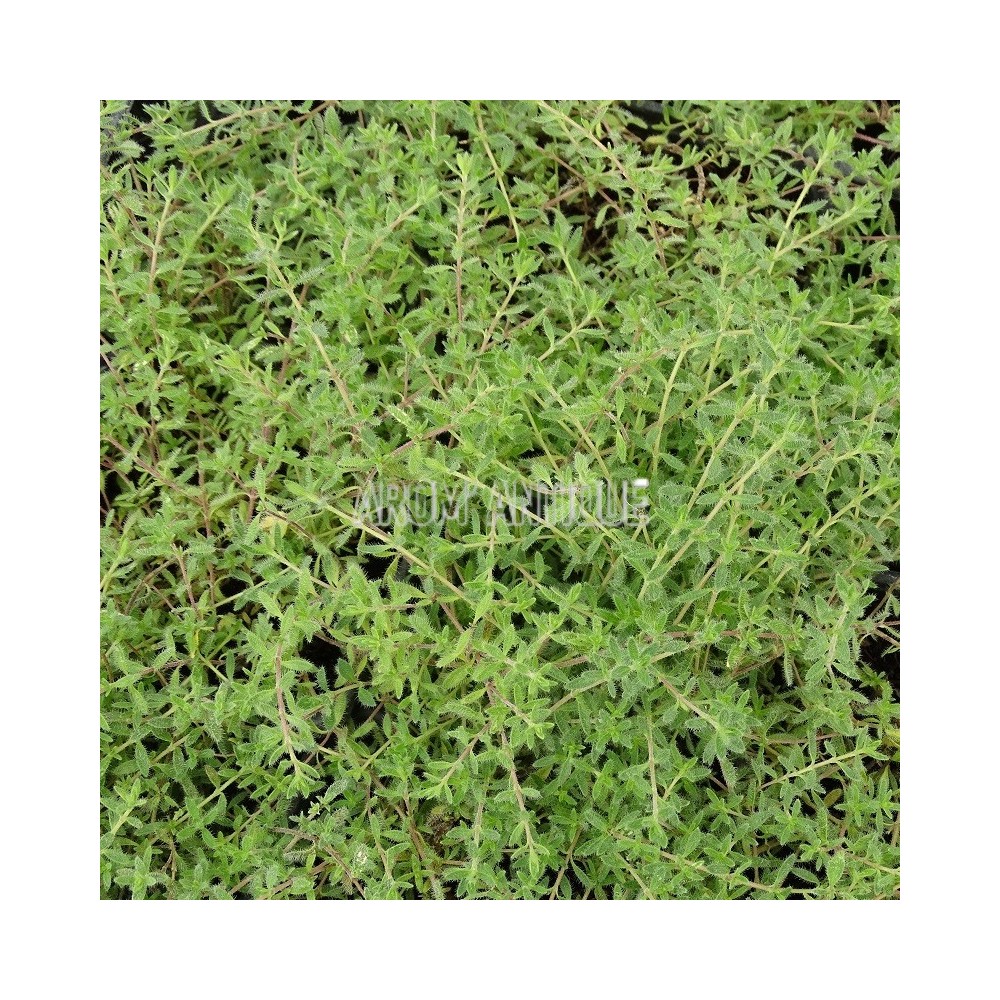 Thym cilié
