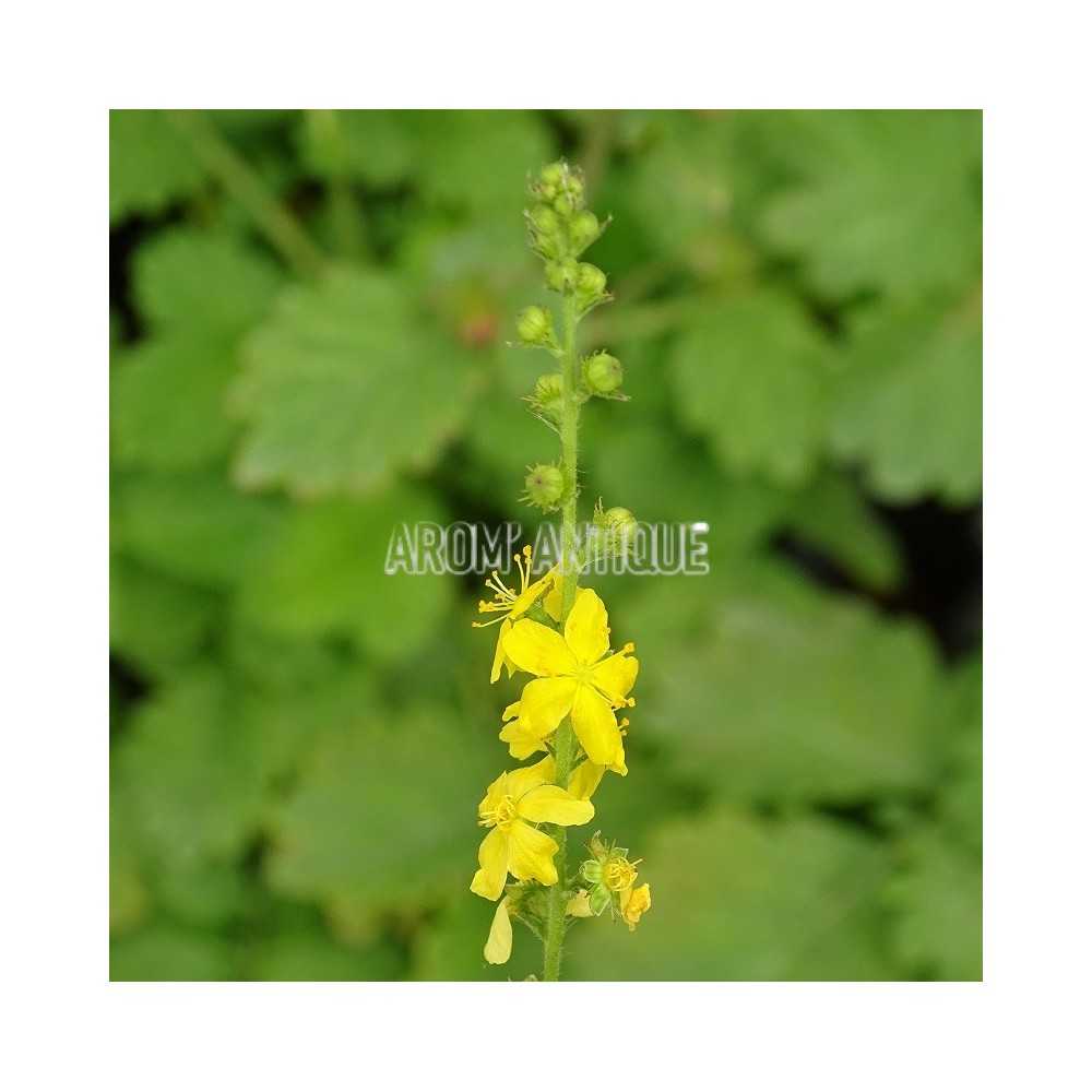 Aigremoine