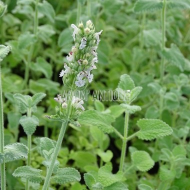 Cataire, herbe à chats, Nepeta cataria, Arom'antique, aromatiques bio.