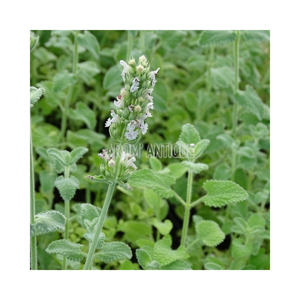 Cataire camphrée avec des fleurs