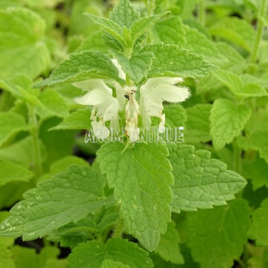 Lamier blanc