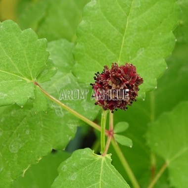 Pimprenelle officinale 2