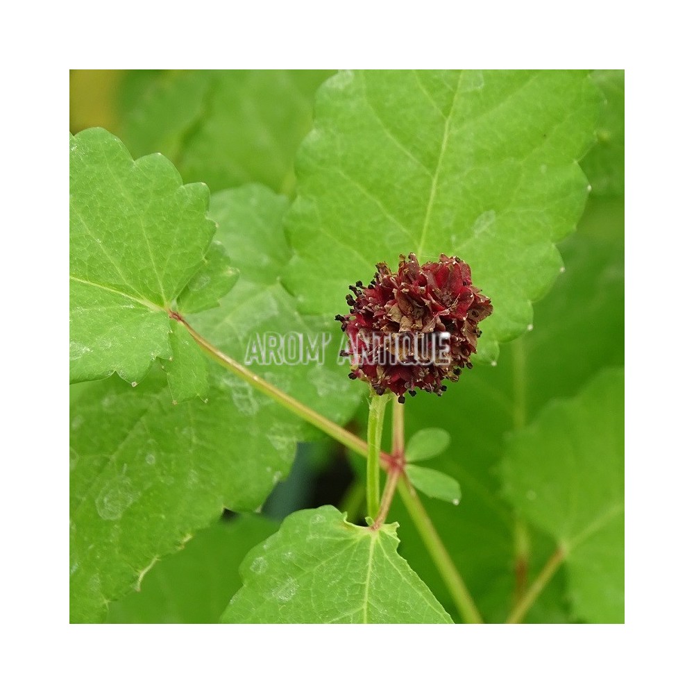 Pimprenelle officinale , Sanguisorba officinalis, Arom'antique.