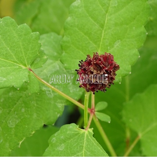 Pimprenelle officinale , Sanguisorba officinalis, Arom'antique.