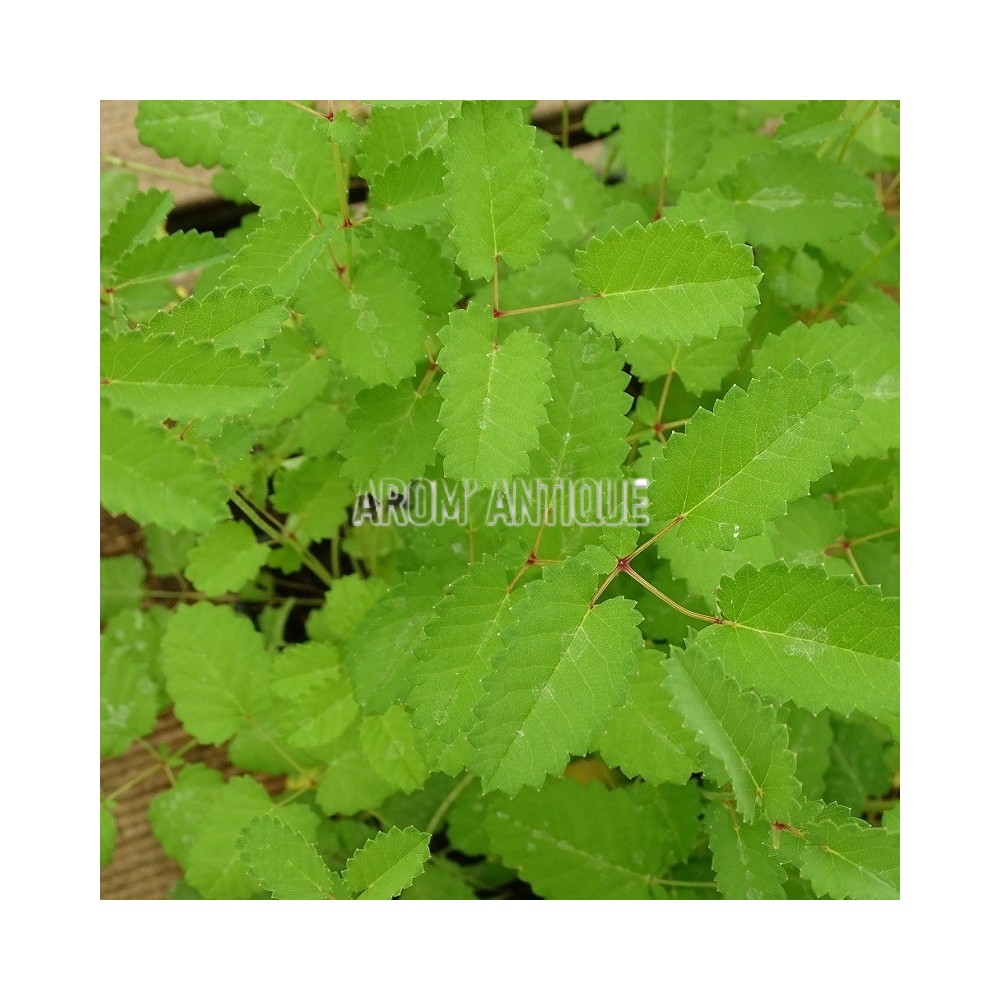 Pimprenelle officinale
