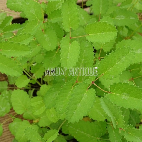 Pimprenelle officinale