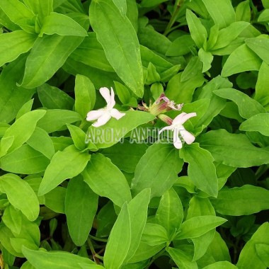 Saponaire (Saponaria officinalis) 2