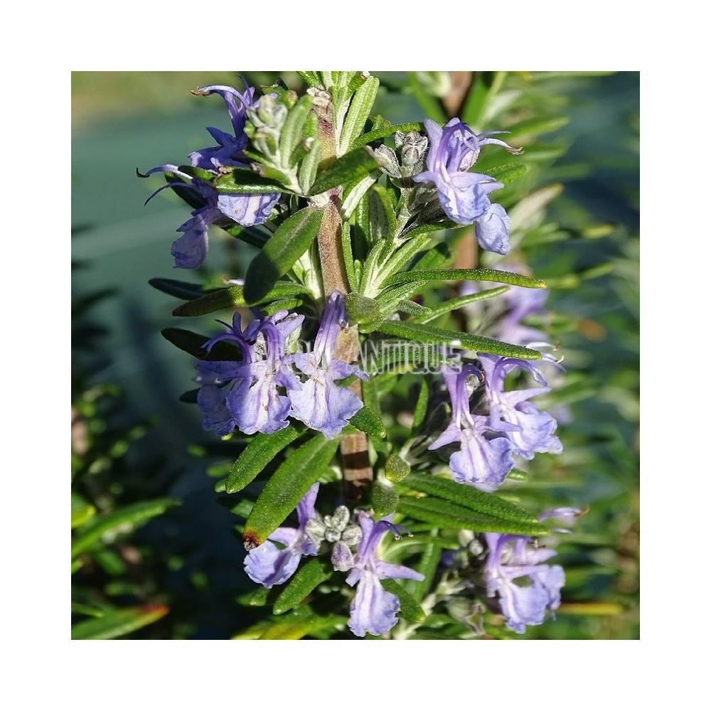Romarin Tuscan Blue en fleurs
