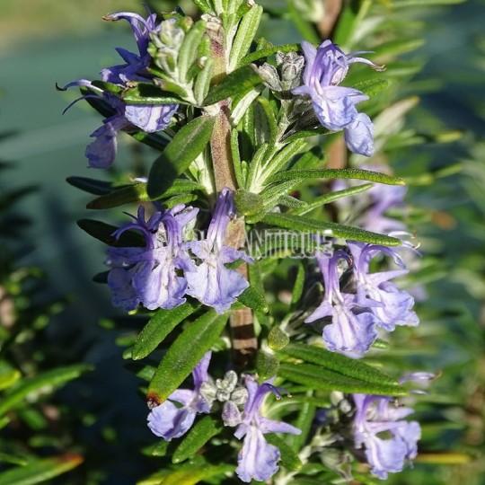 Romarin Tuscan Blue en fleurs