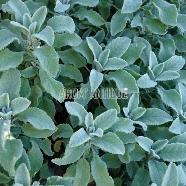 Sauge officinale crispée 2
