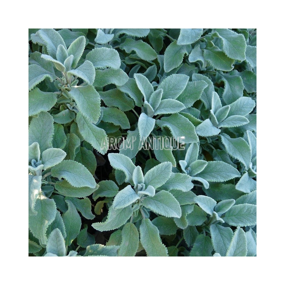 Sauge officinale crispée