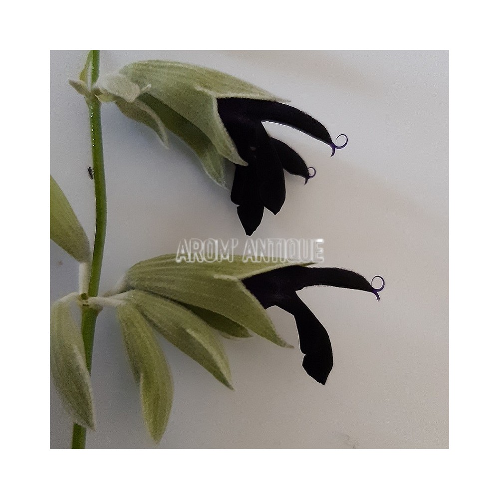 Sauge cassis bio, Salvia discolor, Arom'antique, 500 aromatiques bio.