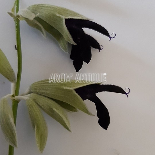 Sauge cassis bio, Salvia discolor, Arom'antique, 500 aromatiques bio.