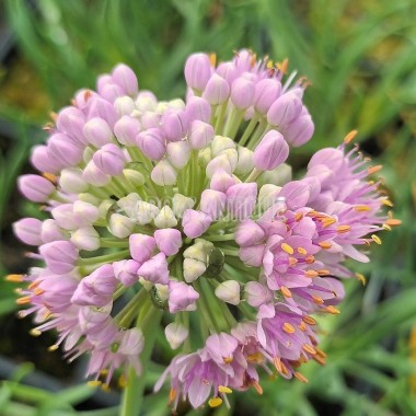 Ail des montagnes Bio