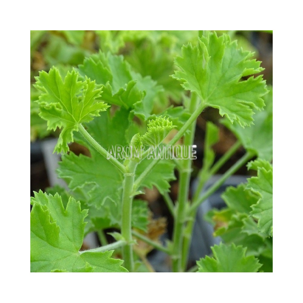 Géranium orange