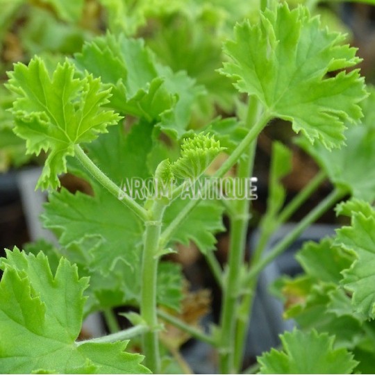 Géranium orange