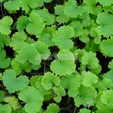 Lierre terrestre bio, Glechoma hederacea, Arom'antique. 2