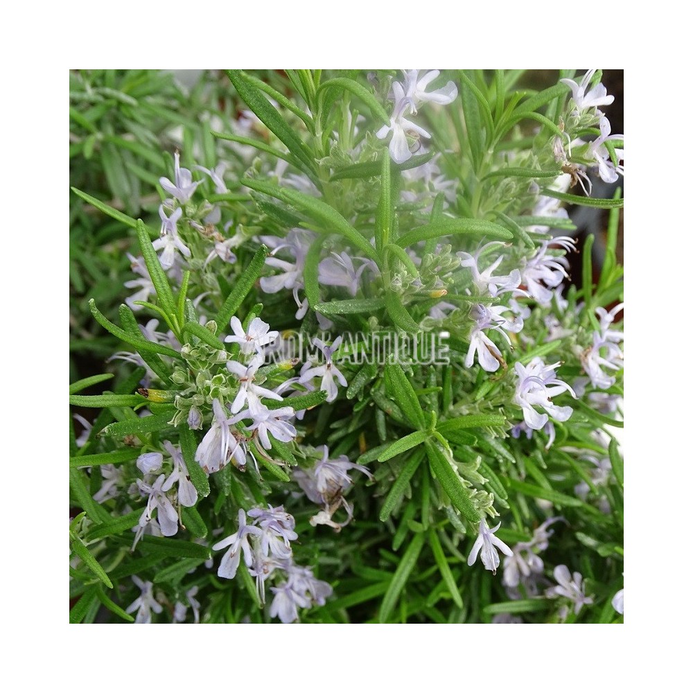 Romarin Grilladin en fleurs.