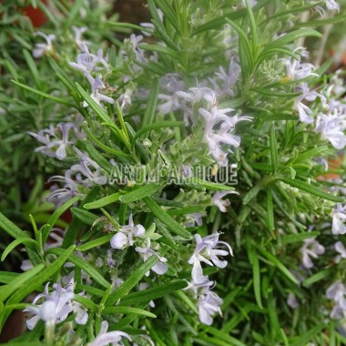 Romarin Grilladin en fleurs. 2