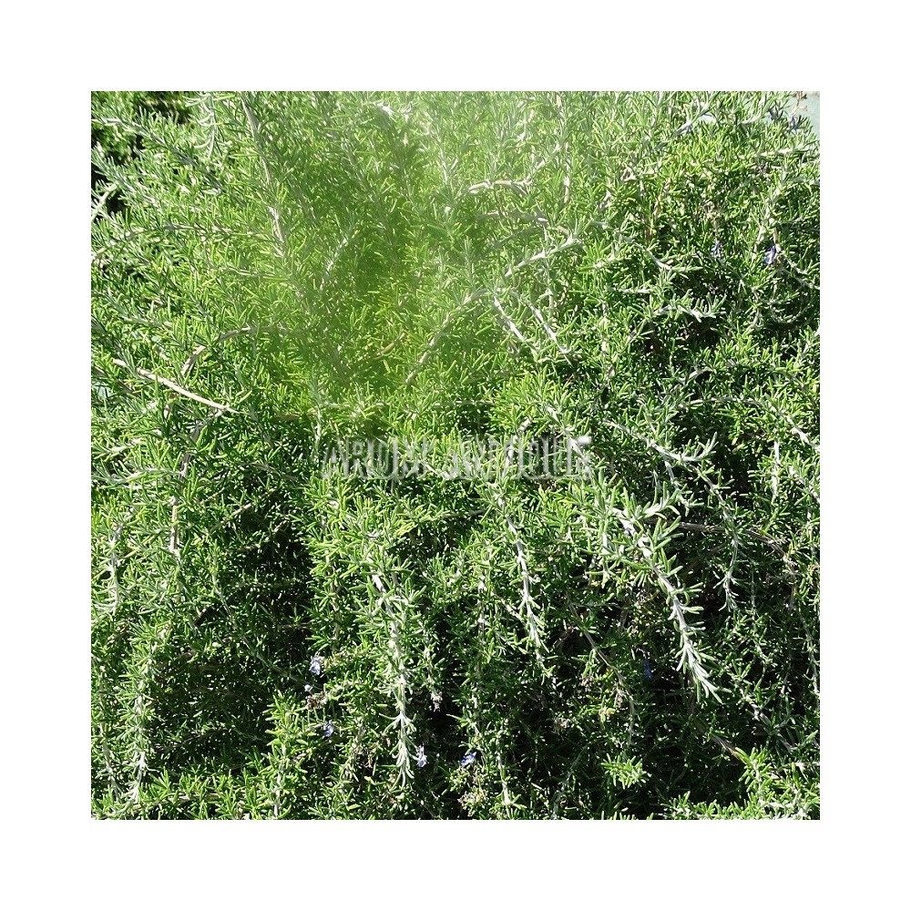 Romarin Punta di Canelle au jardin, beau feuillage.