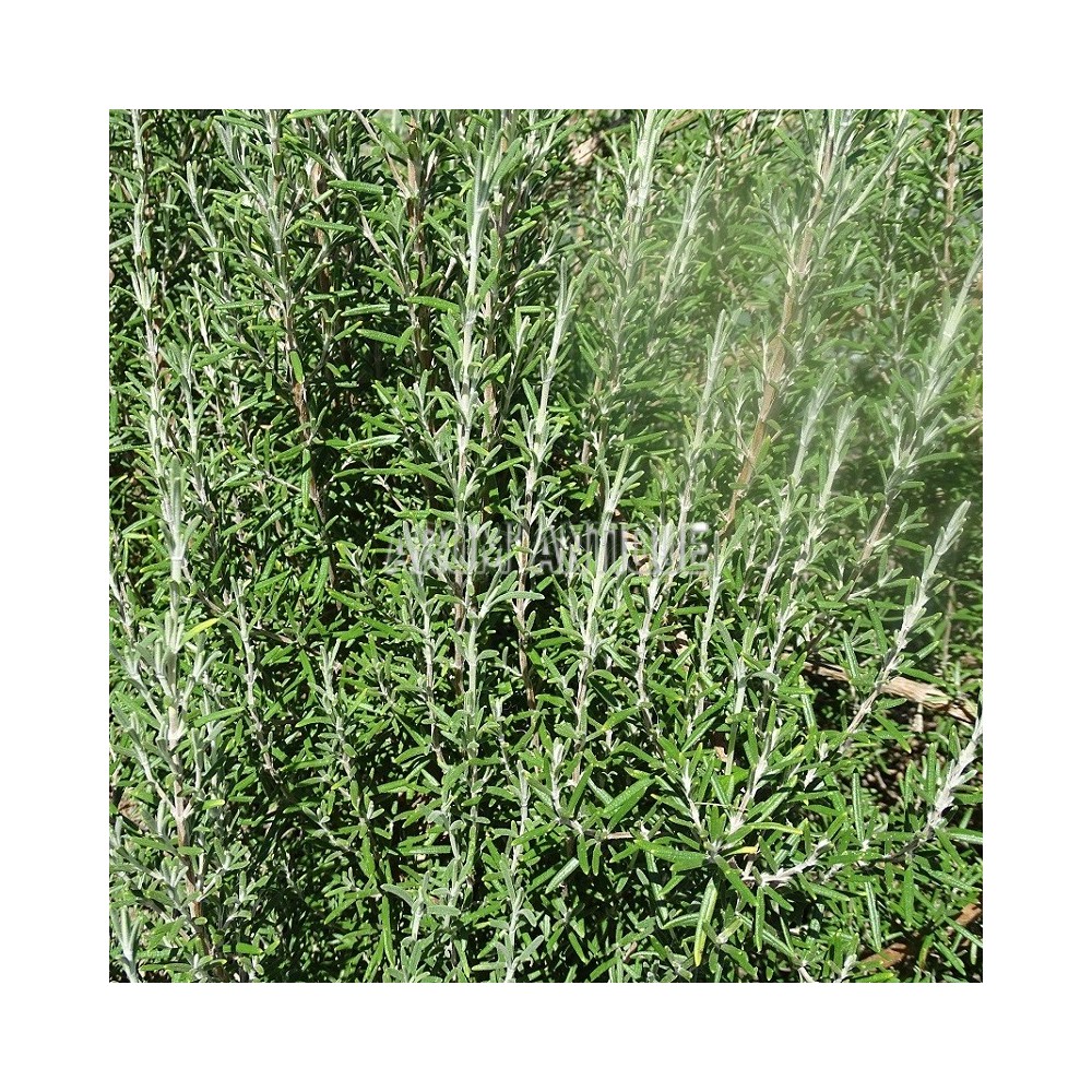 Romarin Arp au jardin.