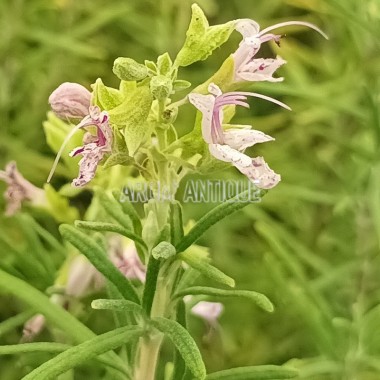 Romarin Sierra de Cazorla en fleurs. 2