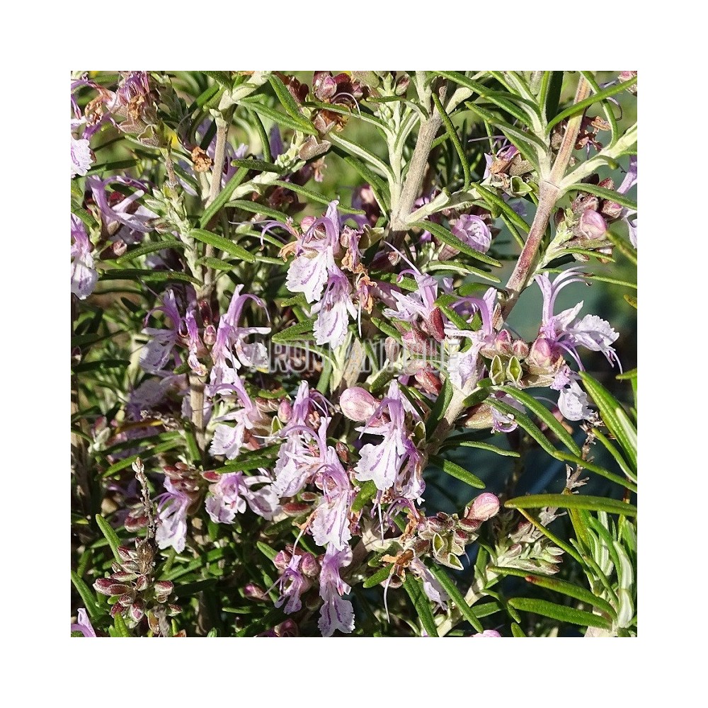 Romarin Sierra de Cazorla en fleurs.