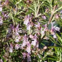 Romarin Sierra de Cazorla en fleurs.