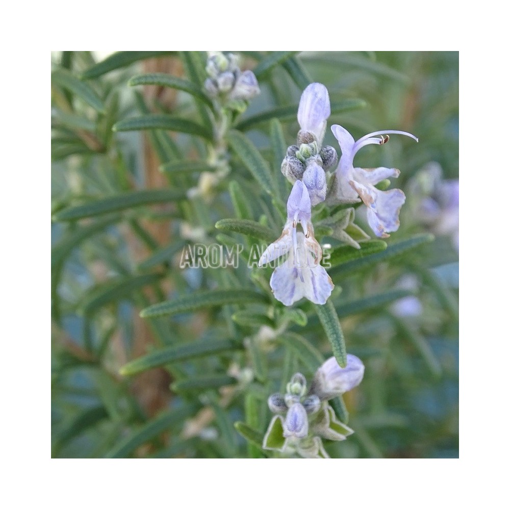 Romarin Primley Blue en fleurs