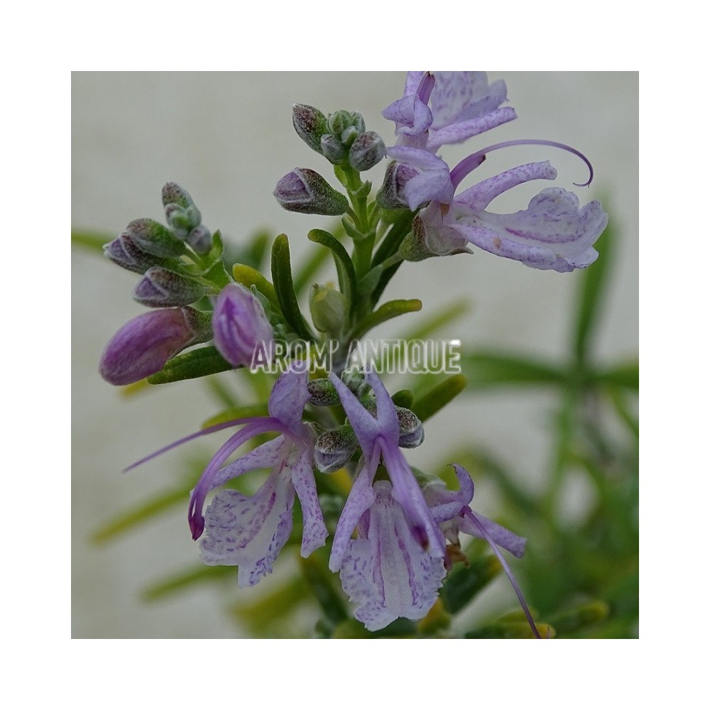 Romarin Roseus en fleurs.