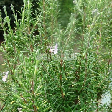 Romarin Roseus en fleurs. 2