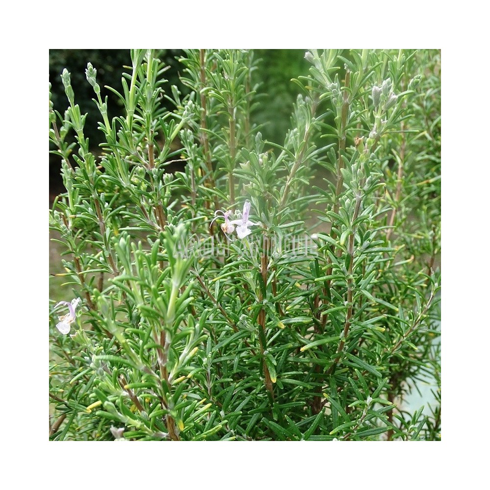 Romarin Roseus, fleurs et feuillage.