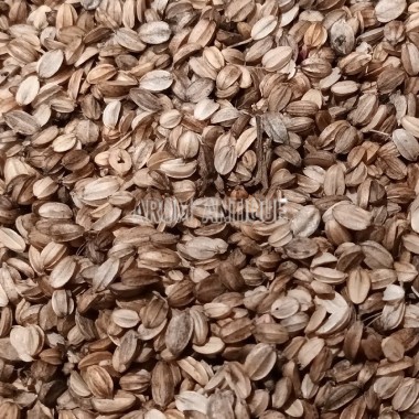 Sachet de graines de criste marine (Crithmum maritimum) Bio.