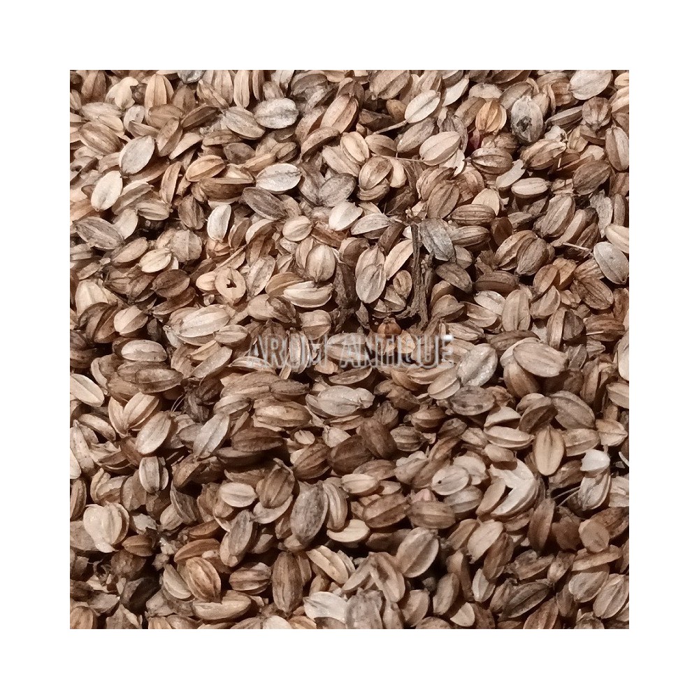 Sachet de graines de criste marine (Crithmum maritimum) Bio.