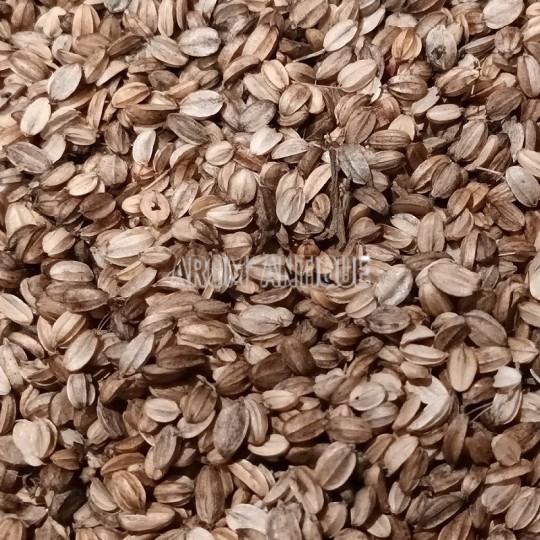Sachet de graines de criste marine (Crithmum maritimum) Bio.