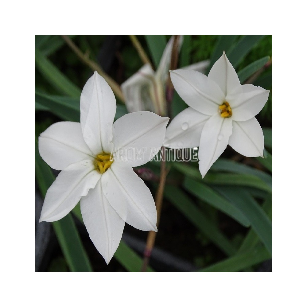 Ail des Incas à fleurs blanches