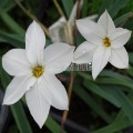 Ail des Incas à fleurs blanches